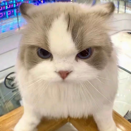 无人直播方案
自动口播 实时时间播报-三玖社区